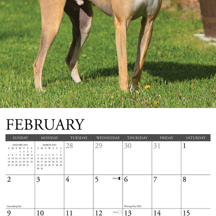 Willow Creek Greyhound Kalender 2025