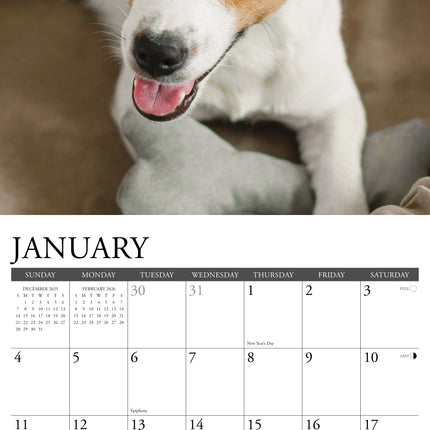 Willow Creek Jack Russell Terrier Kalender 2026