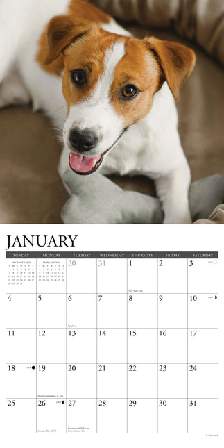 Willow Creek Jack Russell Terrier Kalender 2026