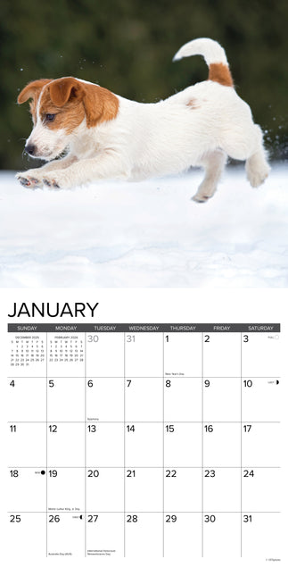Willow Creek Jack Russell Terrier Puppies Kalender 2026