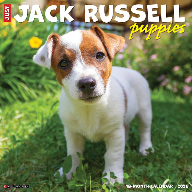 Willow Creek Jack Russell Terrier Puppies Kalender 2026