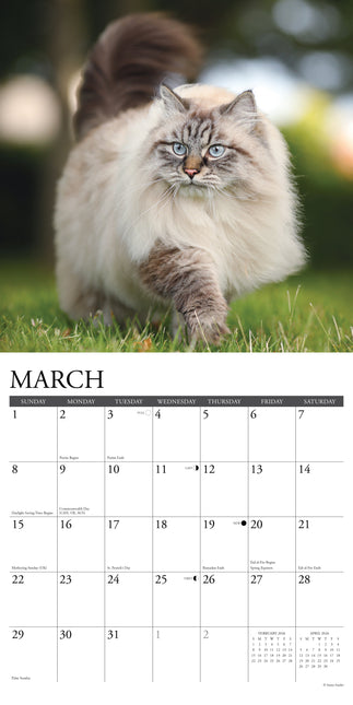 Willow Creek Katten Kalender 2026