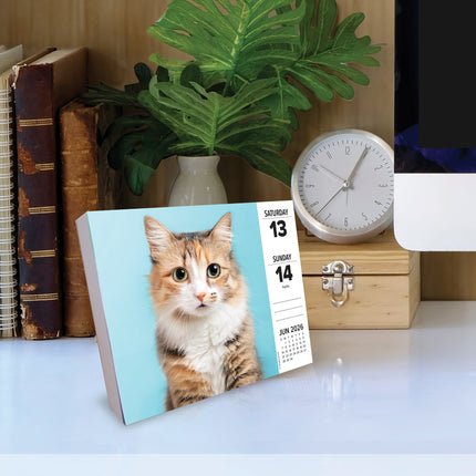 Willow Creek Katten Scheurkalender 2026 Boxed