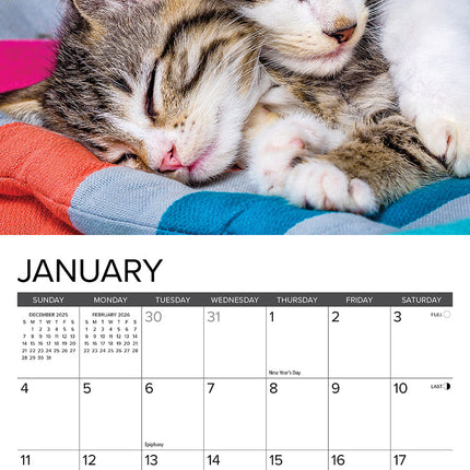 Willow Creek Kittens Kalender 2026 Mini