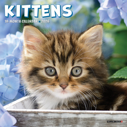 Willow Creek Kittens Kalender 2026 Mini
