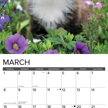 Willow Creek Kittens Kalender 2027