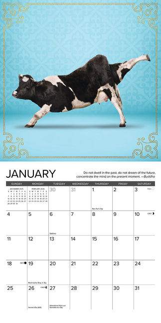 Willow Creek Koeien Yoga Kalender 2026 Mini