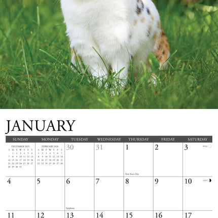 Willow Creek Konijnen Kalender 2026