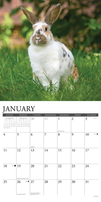 Willow Creek Konijnen Kalender 2026