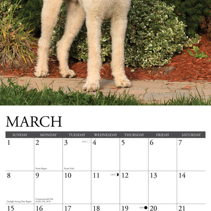 Willow Creek Labradoodle Kalender 2026
