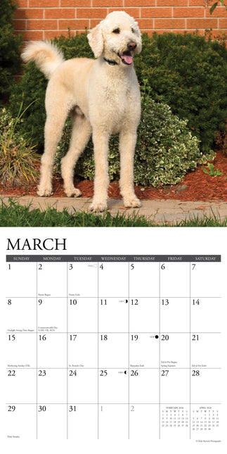 Willow Creek Labradoodle Kalender 2026