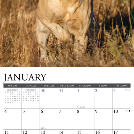 Willow Creek Labrador Retriever Blond Kalender 2026