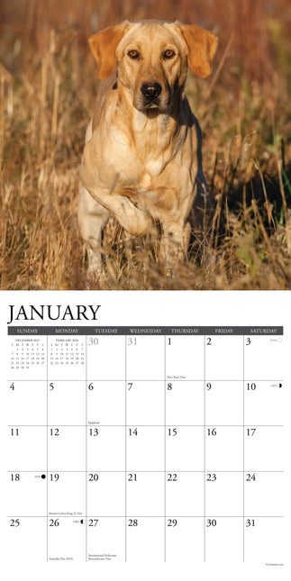 Willow Creek Labrador Retriever Blond Kalender 2026