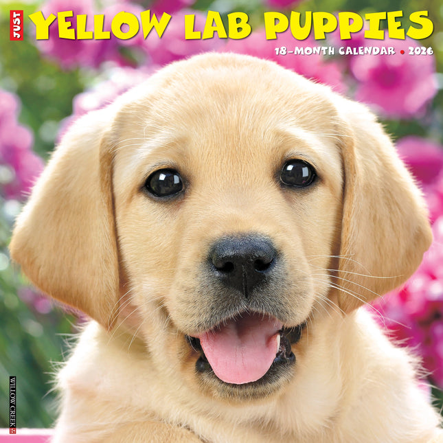 Willow Creek Labrador Retriever Blond Puppies Kalender 2026