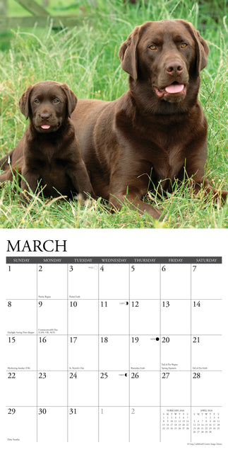 Willow Creek Labrador Retriever Bruin Kalender 2026