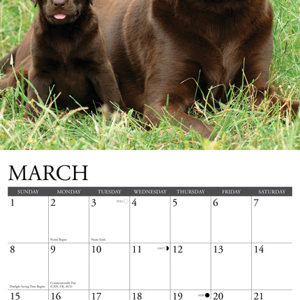 Willow Creek Labrador Retriever Bruin Kalender 2027