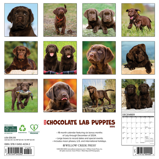 Willow Creek Labrador Retriever Bruin Puppies Kalender 2025