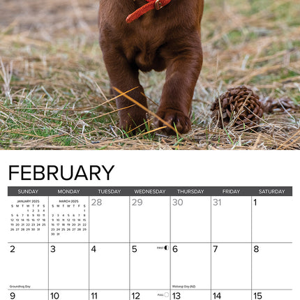Willow Creek Labrador Retriever Bruin Puppies Kalender 2025