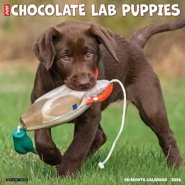 Willow Creek Labrador Retriever Bruin Puppies Kalender 2026