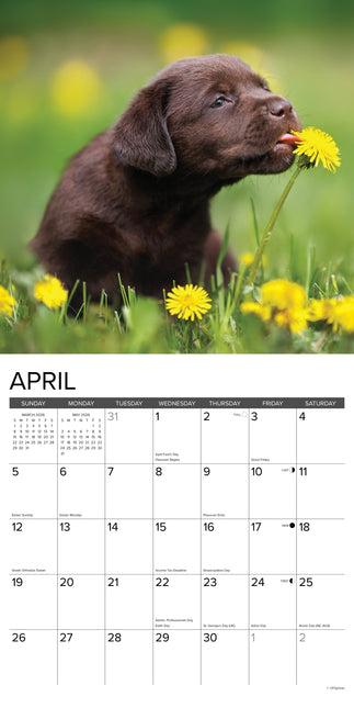 Willow Creek Labrador Retriever Bruin Puppies Kalender 2026