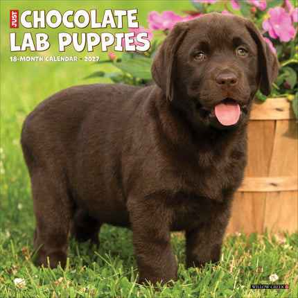 Willow Creek Labrador Retriever Bruin Puppies Kalender 2026