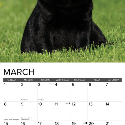 Willow Creek Labrador Retriever Puppies Kalender 2027