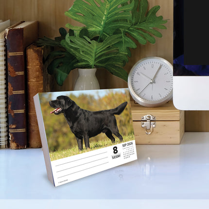 Willow Creek Labrador Retriever Scheurkalender 2026 Boxed