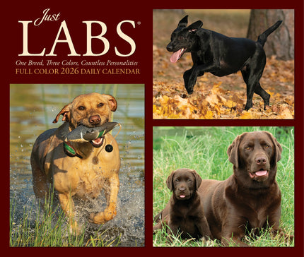 Willow Creek Labrador Retriever Scheurkalender 2026 Boxed