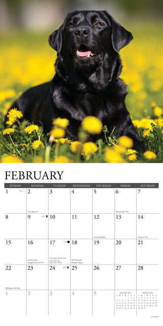 Willow Creek Labrador Retriever Zwart Kalender 2026