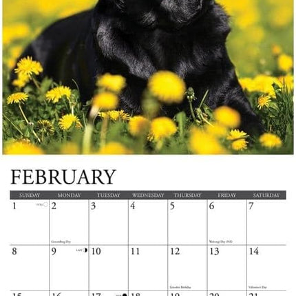 Willow Creek Labrador Retriever Zwart Kalender 2026