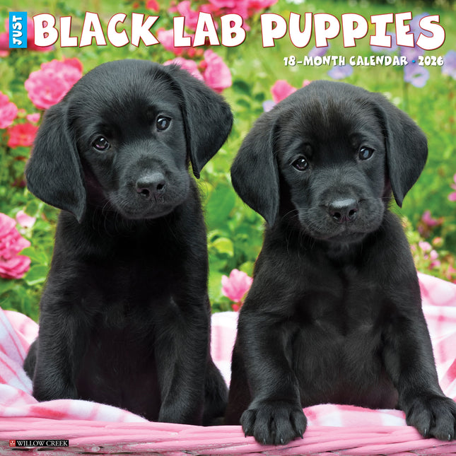 Willow Creek Labrador Retriever Zwart Puppies Kalender 2026