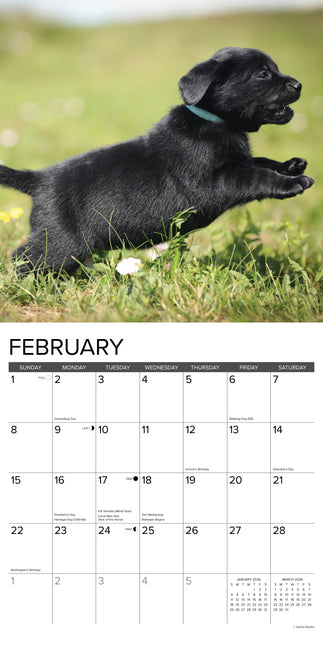 Willow Creek Labrador Retriever Zwart Puppies Kalender 2026