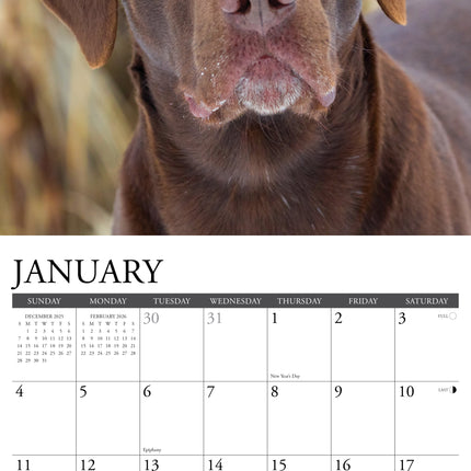 Willow Creek Labradors op Jacht Kalender 2027