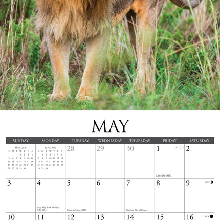 Willow Creek Leeuwen Kalender 2026