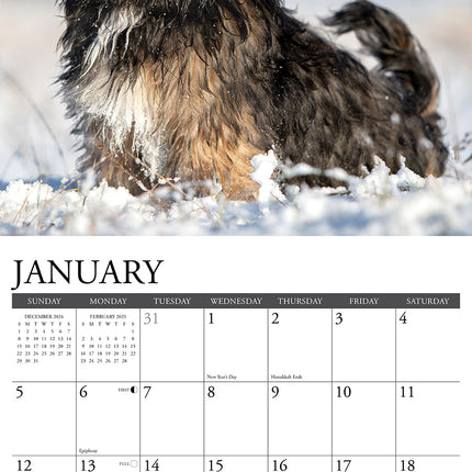 Willow Creek Lhasa Apso Kalender 2025