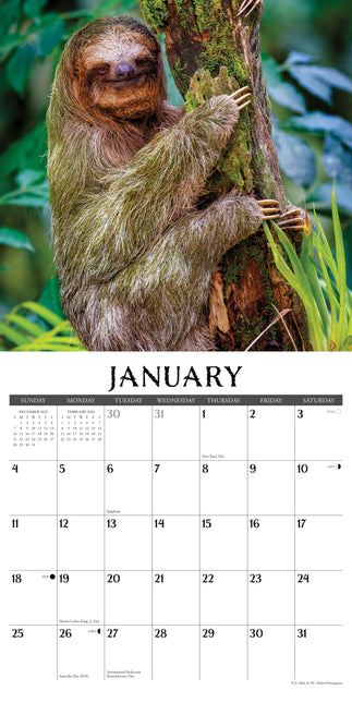 Willow Creek Luiaard Kalender 2026