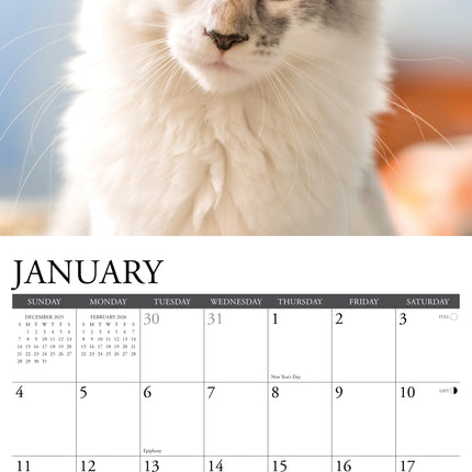 Willow Creek Maine Coon Kalender 2026