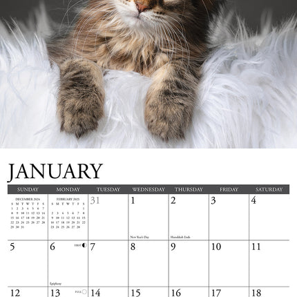 Willow Creek Maine Coon Kittens Kalender 2025