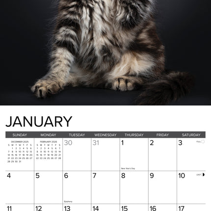 Willow Creek Maine Coon Kittens Kalender 2026