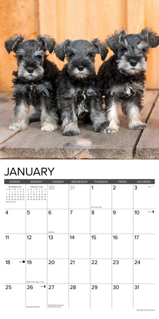 Willow Creek Miniatuur Schnauzer Kalender 2026
