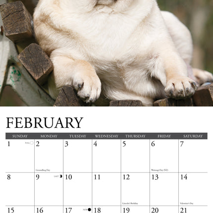 Willow Creek Mopshond Kalender 2026