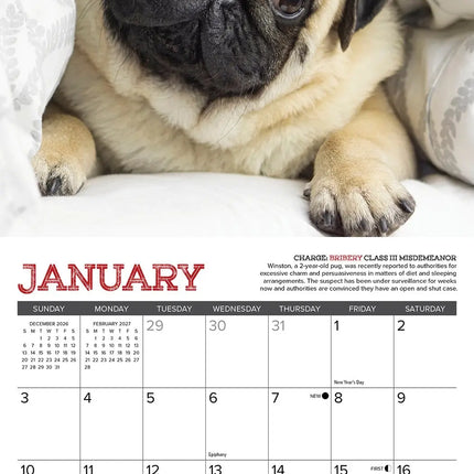 Willow Creek Mopshond Kalender 2027 Mini