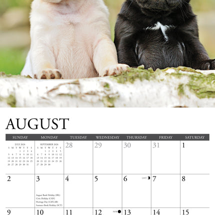 Willow Creek Mopshond Puppies Kalender 2027