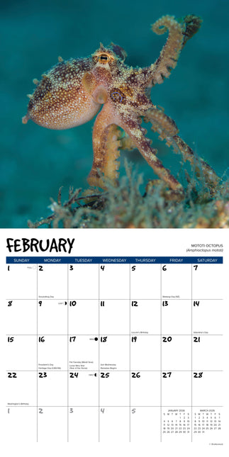 Willow Creek Octopus Kalender 2026