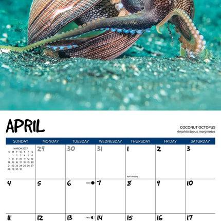 Willow Creek Octopus Kalender 2027