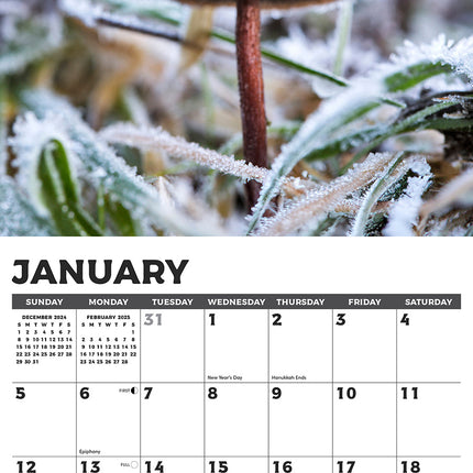 Willow Creek Paddenstoelen Kalender 2025