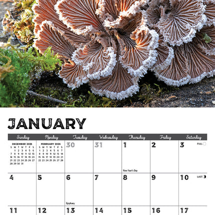 Willow Creek Paddenstoelen Kalender 2026 Mini