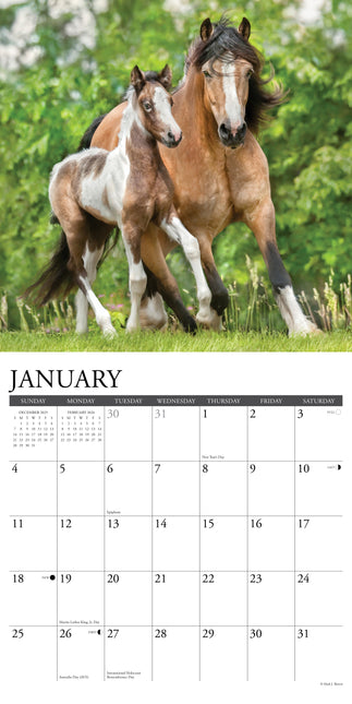 Willow Creek Paint Horses Kalender 2026