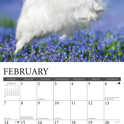 Willow Creek Papillon Kalender 2027