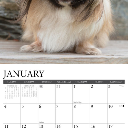 Willow Creek Pekingees Kalender 2026